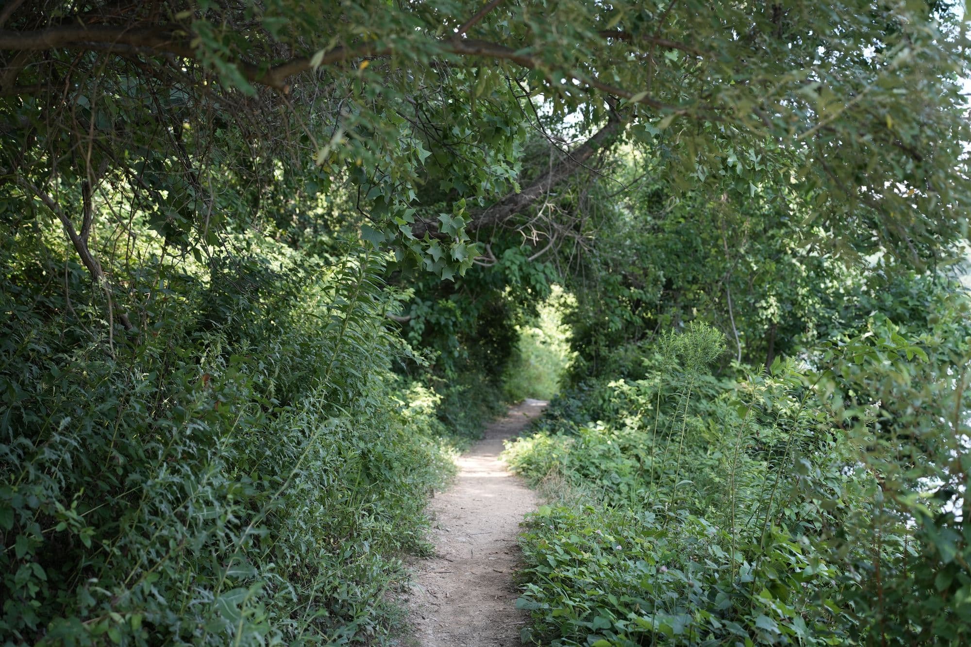 A narrow path through a green tunnel of trees